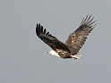 African Fish Eagle